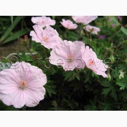 Geranium Sanguineum var. Striatum-Storkenb (7 fr)