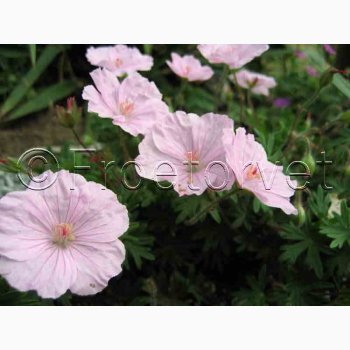 Geranium Sanguineum var. Striatum-Storkenb (7 fr)