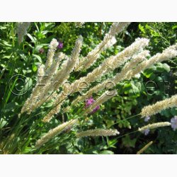 Prydgrs fr Melica ciliata - Hret Flitteraks (50 fr)