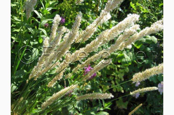 Prydgrs fr Melica ciliata - Hret Flitteraks (50 fr)