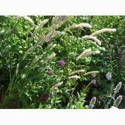 Prydgrs fr Melica ciliata - Hret Flitteraks (50 fr)