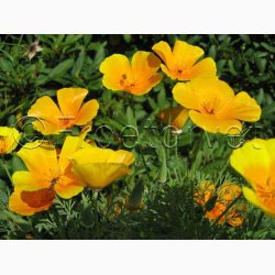 Guldvalmue - Orange King (ca. 150 fr)