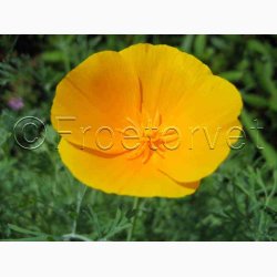 Guldvalmue - Orange King (ca. 150 fr)