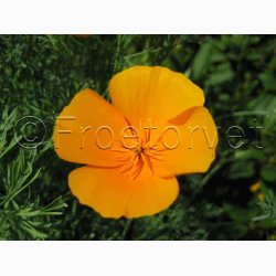 Guldvalmue - Orange King (ca. 150 fr)