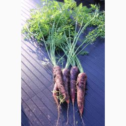 Gulerodsfr Daucus carota Purple Haze F1 - Gulerd