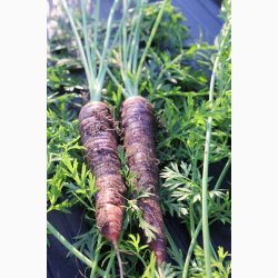 Gulerodsfr Daucus carota Purple Haze F1 - Gulerd