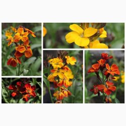 Gyldenlak fr SPERLI's Chubado blanding