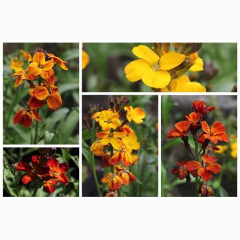 Gyldenlak fr SPERLI's Chubado blanding