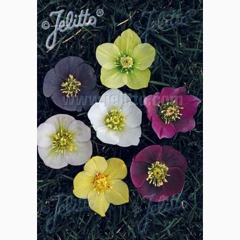 Fr, HELLEBORUS Orientalis-Hybr. Newest Hybrids - Pskeklokker/Julerose (7 fr)