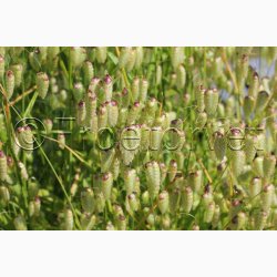 Prydgrs, hjertegrs (min. 35 fr)