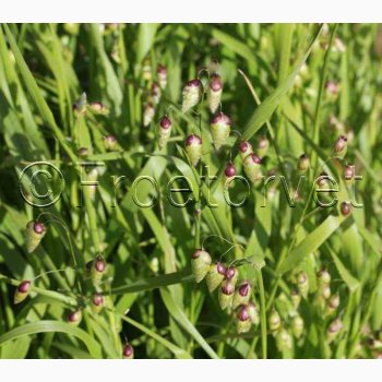 Prydgrs, hjertegrs (min. 35 fr)