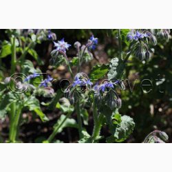 Borago officinalis - Hjulkrone