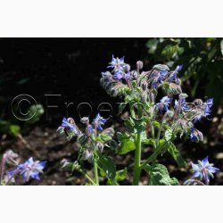 Borago officinalis - Hjulkrone
