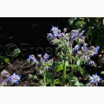 Borago officinalis - Hjulkrone