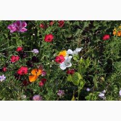 Hurtigt blomstrende miks (min. 2 gram fr)