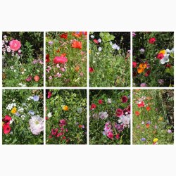 Hurtigt blomstrende miks (min. 2 gram fr)