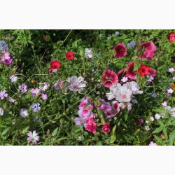 Hurtigt blomstrende miks (min. 2 gram fr)