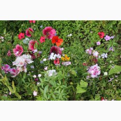 Hurtigt blomstrende miks (min. 2 gram fr)