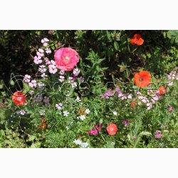 Hurtigt blomstrende miks (min. 2 gram fr)