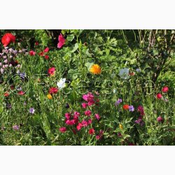 Hurtigt blomstrende miks (min. 2 gram fr)