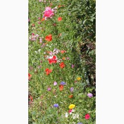 Hurtigt blomstrende miks (min. 2 gram fr)