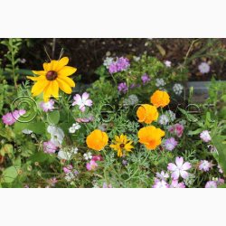 Hurtigt blomstrende miks (min. 2 gram fr)