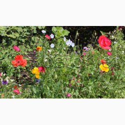 Hurtigt blomstrende miks (min. 2 gram fr)