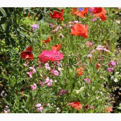 Hurtigt blomstrende miks (min. 2 gram fr)