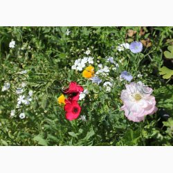 Hurtigt blomstrende miks (min. 2 gram fr)