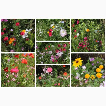 Hurtigt blomstrende miks (min. 2 gram fr)