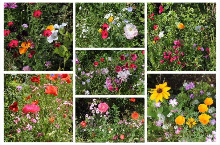 Hurtigt blomstrende miks (min. 2 gram fr)
