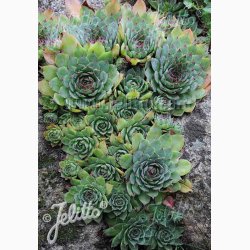 SEMPERVIVUM tectorum   Huslg, vinterhrdfr (ca. 100 fr)