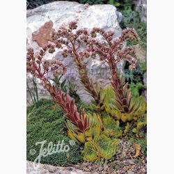 SEMPERVIVUM tectorum   Huslg, vinterhrdfr (ca. 100 fr)