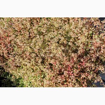 Sedum album � Hvid Stenurt - Fr� (ca. 500 stk.)