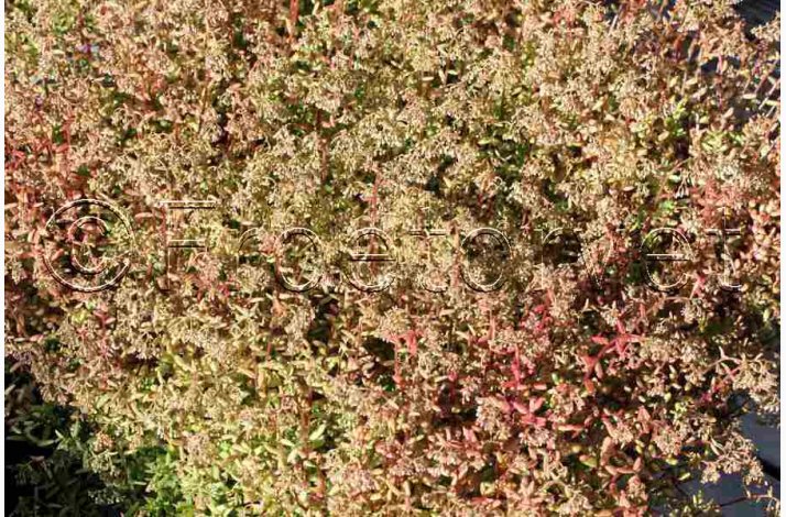 Sedum album � Hvid Stenurt - Fr� (ca. 500 stk.)