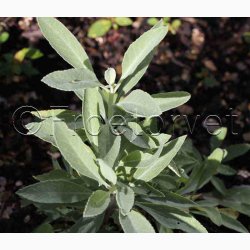 SALVIA Apiana - Hvid Salvie (15 fr)