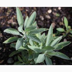 SALVIA Apiana - Hvid Salvie (15 fr)