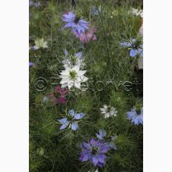 Jomfru i det Gr�nne � Nigella damascena SPERLI's Gaudi Miks � Fr� (r�kker til ca. 125 planter)
