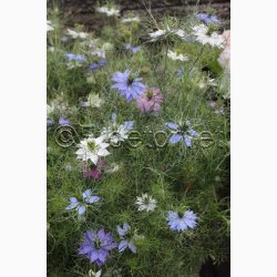 Jomfru i det Gr�nne � Nigella damascena SPERLI's Gaudi Miks � Fr� (r�kker til ca. 125 planter)