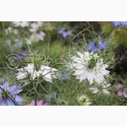 Jomfru i det Gr�nne � Nigella damascena SPERLI's Gaudi Miks � Fr� (r�kker til ca. 125 planter)