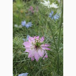 Jomfru i det Gr�nne � Nigella damascena SPERLI's Gaudi Miks � Fr� (r�kker til ca. 125 planter)