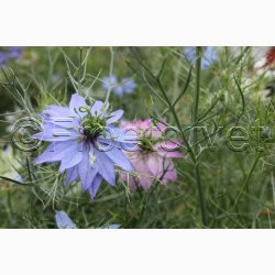 Jomfru i det Gr�nne � Nigella damascena SPERLI's Gaudi Miks � Fr� (r�kker til ca. 125 planter)