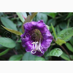Fr. Cobaea scandens (V)- klokkeranke (ca.13 fr)