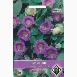 Fr. Cobaea scandens (V)- klokkeranke (ca.13 fr)