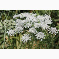 Kongesk�rm � Ammi majus �Queen of Africa� � Fr� (ca. 200 stk.)