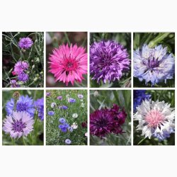 Kornblomst, blanding, Heavenly Mix (P) ( min  100 fr)