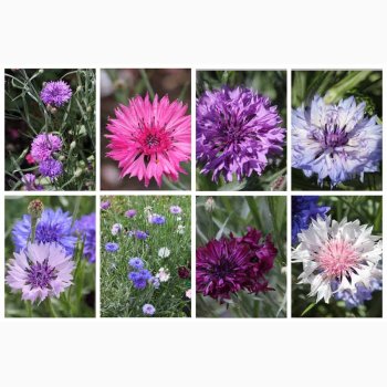 Kornblomst, blanding, Heavenly Mix (P) ( min  100 fr)