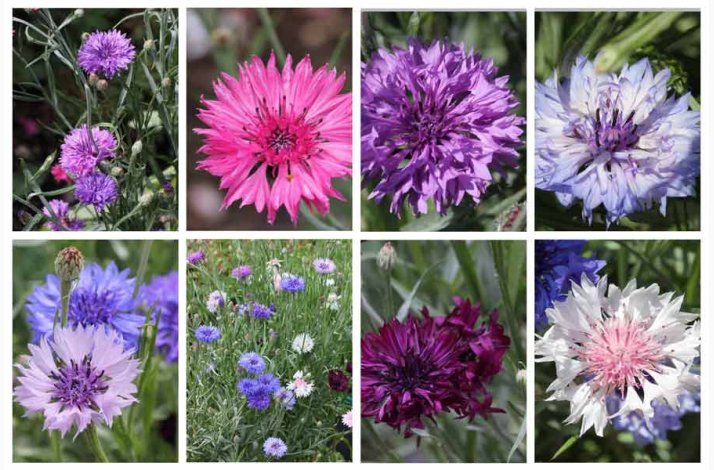 Kornblomst, blanding, Heavenly Mix (P) ( min  100 fr)