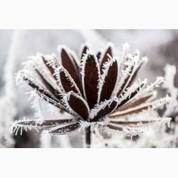 Krysantemum i jern med rustrd patina H:114 cm, stk. pris