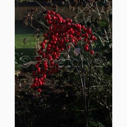 Kunstig Brgren 105 cm rd